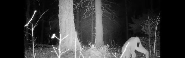 Ilves sattus kaamera ette ka Randveres