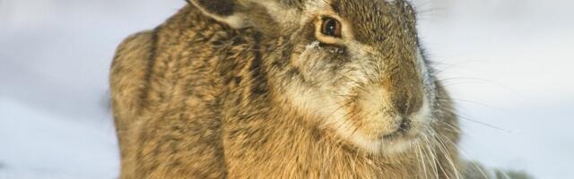 Mustamäel tegutseb loomapiinaja, kes naelutab puude ja pinkide külge oravaid ning jäneseid