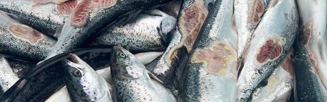 Norra lõhe surm? Eeskirju rikkuvad kalatöösturid vaaguvad hinge