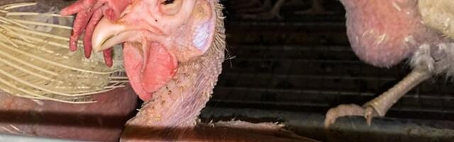 Kanad puurist välja ei saa: odav muna meelitab poodi, nagu odav piimapakk