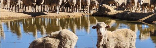 Farmers Warn Regions to Face Multi-Million Dollar Losses Due to Sheep Export Ban
