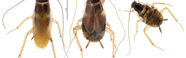 Eesti Maaülikooli teadlased avastasid Eesti ja Baltikumi jaoks uue prussakaliigi