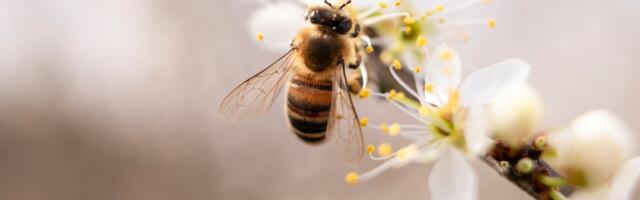 Põllumeeste ja mesinike hea koostöö kannab vilja