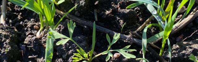 Teravilja umbrohutõrje jahedal kevadel nõuab kannatlikkust ning täpsust