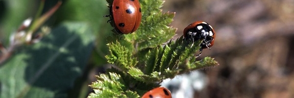Kuidas looduslikul moel taimi kahjurite eest kaitsta