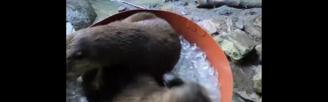 Vajad jahutust? Heida jääkuubikutele külili