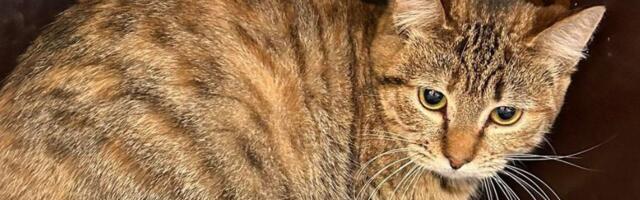 Varjupaikade MTÜ selle nädala staar on Triksu Viljandi varjupaigast