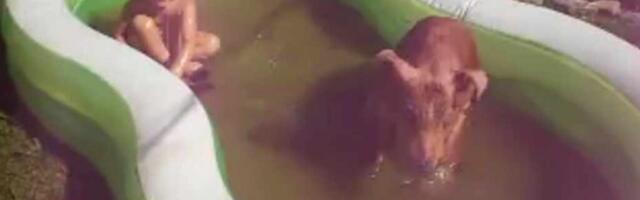 KATKU VALGUSES | Hiiumaal pole enam ühtegi kodusiga