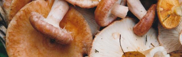 „Täiesti imeline seeneaasta!“ Korjajad kiidavad seenesaaki, mükoloog peab seisu keskpäraseks