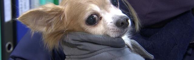 Reporter: Sillamäe Chihuaua-vabriku kutsikad leiavad endale kodud