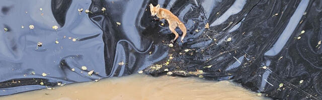 PILDID: Põlva vallas jäi rebasepoeg tiiki kinni, päästjad sõitsid appi