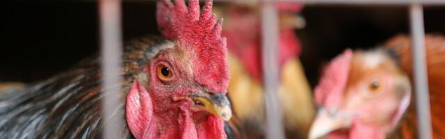 Hiiumaal tuvastati linnugripp