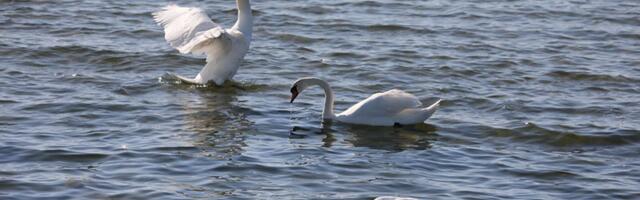 Tallinn alustas randadest surnud luikede kokku kogumist