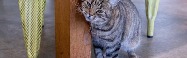 Loomaomanik läks reisile ja jättis kassi kuuks ajaks üksinda koju. PTA: vastutus on alati inimesel