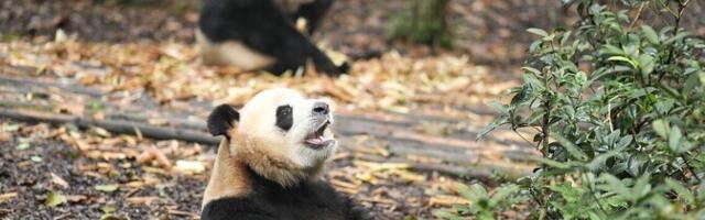 Финляндия досрочно вернула двух панд Китаю