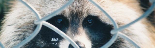 FOTO | Pärnumaal kukkus kährik kaheksa meetri sügavusele lägaauku