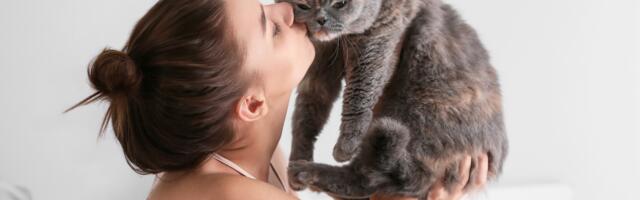 5 märki, et eelmises elus olid sa kass (ja see seletab nii mõndagi)