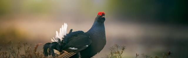 Linnade linnuvaatluspäeval lõi Tallinn kõigi aegade rekordi