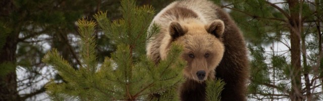 Kuremäelastel on teist kevadet "oma" karu