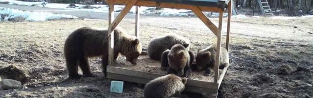 Karude arvukus on tõusnud