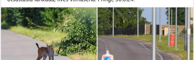 Intervjuu Kilvar Kessleriga algas küsimusega ilvese fotost