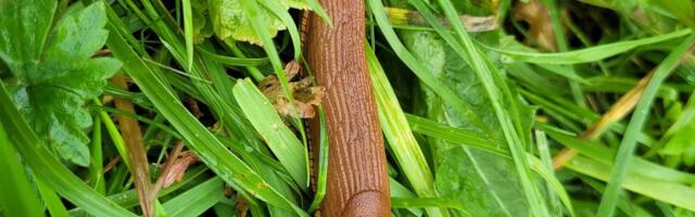 FOTOD | Kohila lähedusse metsa visatud bioprügist roomavad välja Hispaania teeteod