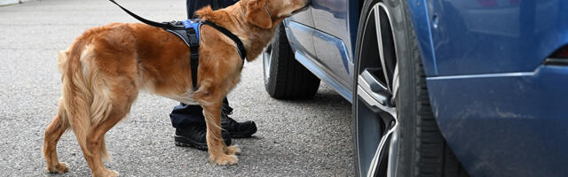 Soome toll avastas Helsingi sadamates üle 400 kilo Eestist pärit keelatud lihatooteid