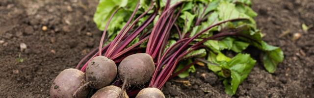 HINNAÜLEVAADE | Eestis maksavad köögiviljad palju rohkem kui mujal maailmas