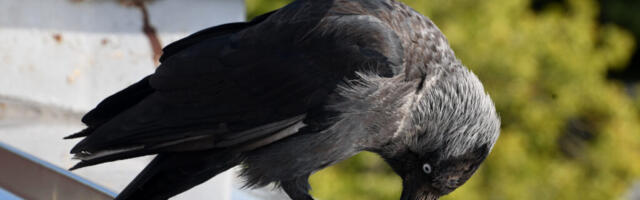 PEATSEL LINNADE LINNUVAATLUSPÄEVAL ANNAVAD OMA PANUSE TEADUSESSE KA LINNAPEAD