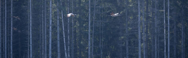 Neljapäeval on ilm jahedam