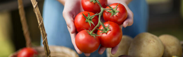 Hea nõu, kuidas tomatite punaseks minemist kõvasti kiirendada