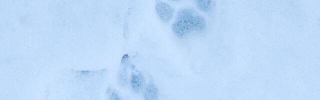 Kohus peatas hundijahi 4. detsembrini