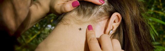 Lihtsad nipid, kuidas jääda puukidele märkamatuks