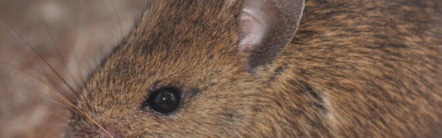 Zooloog: hiirt ja rotti naljalt samast majast ei leia