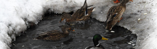 SINDIS KASUTAVAD LINNAPARDID VEELEKET