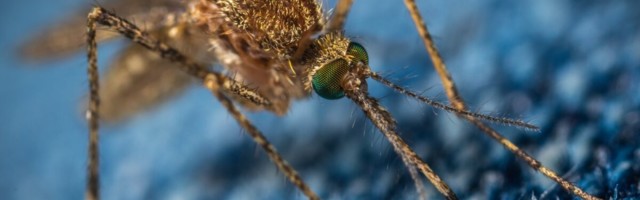 Sääsed levitavad viirusi, kas ka koroonat?