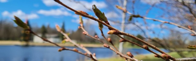 Tujukas kevad lükkab õitepeo algust edasi