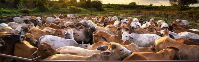 Rohepööre võtab tuure üles – veiselihast saab peagi luksuskaup