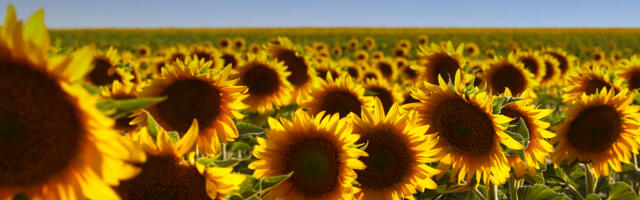 Ukraina sõda mõjutab Euroopa toidulauda