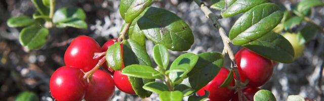 Marjahooaja väljakuulutamine ajas rahva lolliks, korjamisega teeniti üüratuid summasid