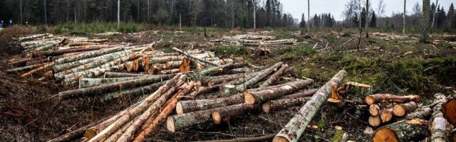Euroopa Komisjon nõuab Eestilt kaitsealuse metsa hävitamise lõpetamist
