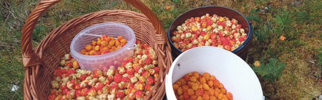 Metsaande tuleb tänavu korjata lämmatavas leitsakus ja parmupilvedes