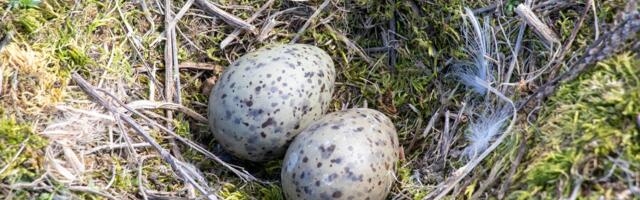 Kormoranimunade õlitamine sai rohelise tule