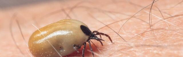 Üle 3300 puugihaiguse juhu sel aastal, rekordkogus puuke registreeriti Rakveres