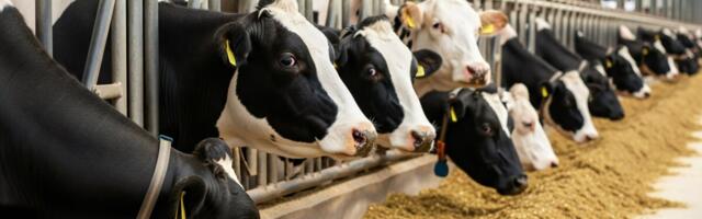 Mis toimub maailma söödatootmises? Numbrid näitavad, kust kasv tegelikult tuleb