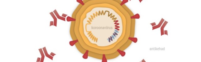PÕHJALIK ÜLEVAADE | Süstimisest viiruse tapmiseni: koroonaviirus elutsükkel meie organismis