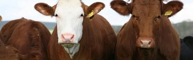 Leedu piimatootjad: impordi peatamine Eestist ja Lätist võib kaasa tuua piimasõja