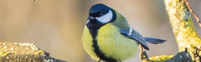 ILMAENNUSTUS | Suuremat sooja tuleb veel kaua oodata