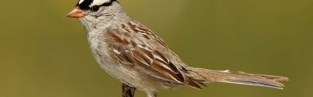 Koroonapandeemia ootamatu mõju: üks linnuliik õppis uuel moel laulma