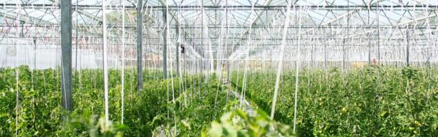 Eestis on turba väärindamine kasvanud kordades